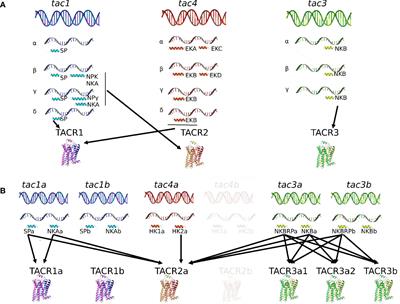 Tachykinins, new players in the control of reproduction and food intake: A comparative review in mammals and teleosts